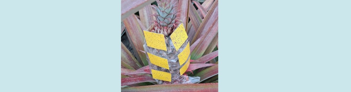 Spraying the Underside of Leaves: Yes or No?